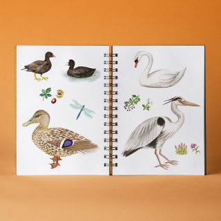 Nature Trail Illustrations - British Wildlife